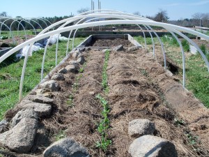 April at the Community Garden