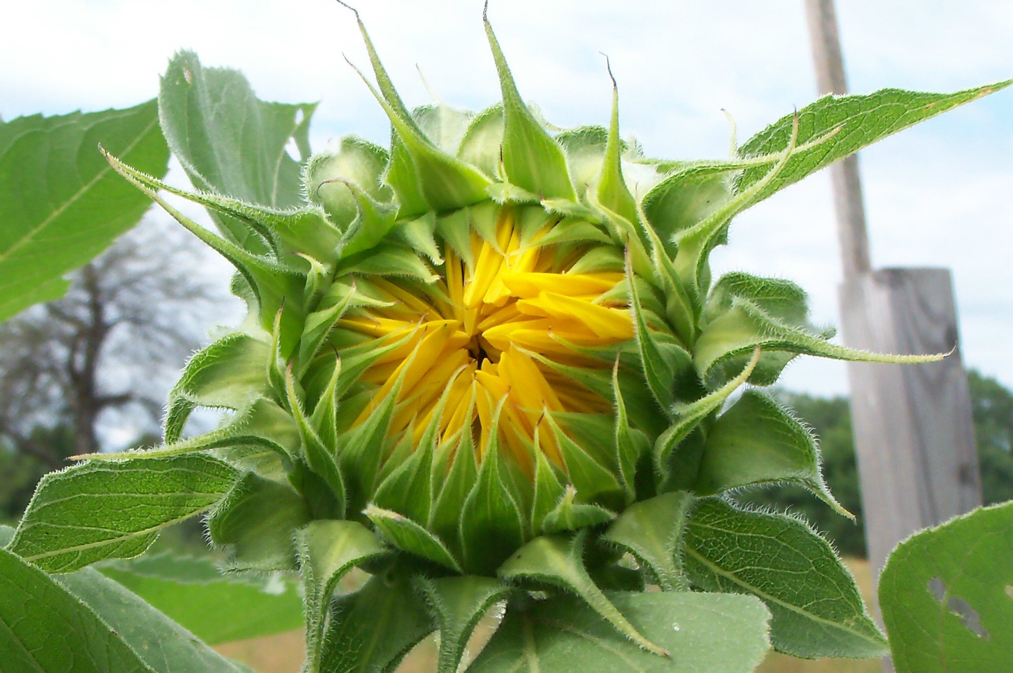 Wagon Hill Farm Sunflower Bud