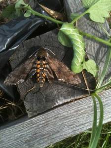 Tomato hornworm larvae and adult moth