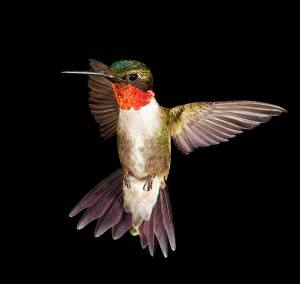 2297-ruby-throated-hummingbird