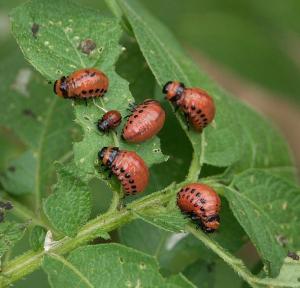 Colorado Potato Beetle larvae 