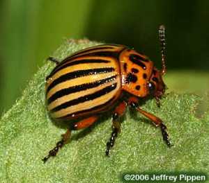 Adult Colorado Potato Beetle 