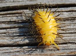 Squash Beetle Larvae 