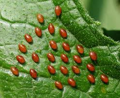 Squash Beetle Eggs 