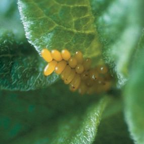 Potato Beetle Eggs 