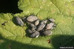 Squash Beetle Larvae 