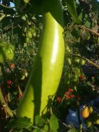 Asian Bottle Gourd among Roma Tomatoes