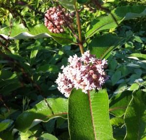 Common Milkweed