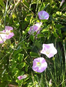 Bindweed