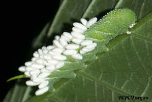 tomato hornworm with parasitic wasp eggs