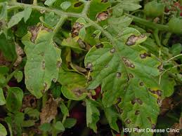 septoria leaf spot