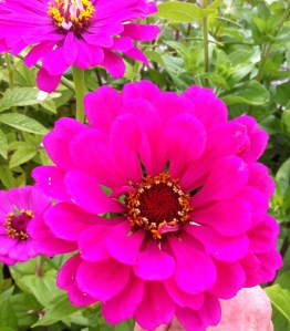 Pink Zinnia