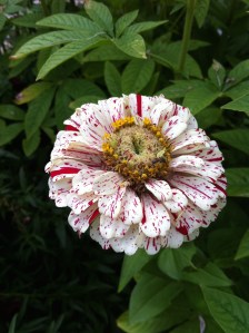 Red and White Zinnia
