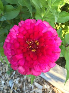 Image courtesy of Linda Rhodes 2014 season