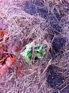 Winter chard  2015 IMG_2262