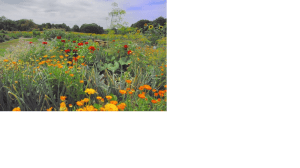 Courtesy of a Friend of Wagon Hill Farm